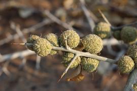   Infructescences:   Maclura africana ; Photo by M. Hackston, Flora of Zambia
